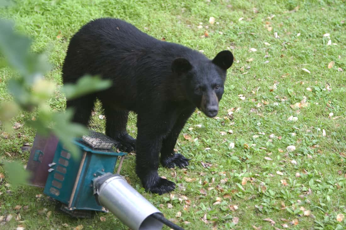 Black bears spotted in Montgomery and Franklin township over the long holiday weekend