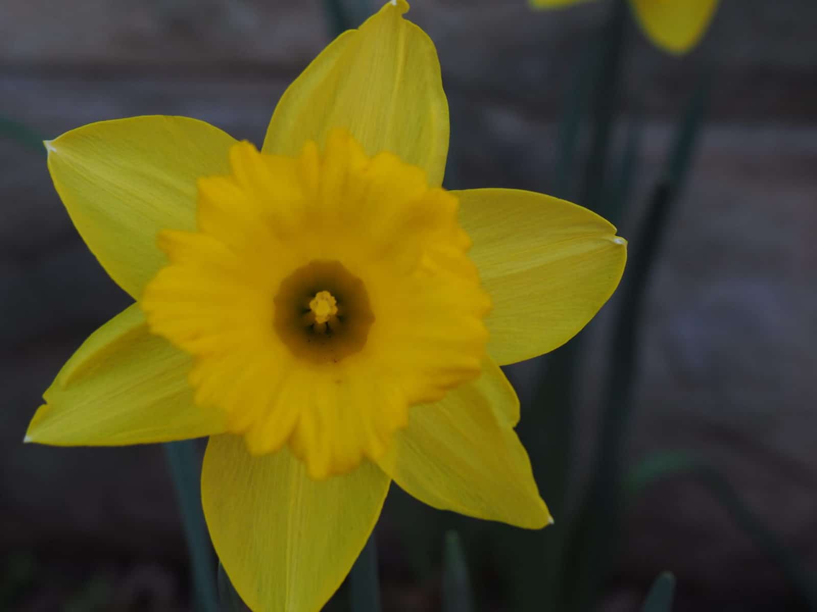 Remembering children who died in the Holocaust: Jewish Center of Princeton participates in the Daffodil Project