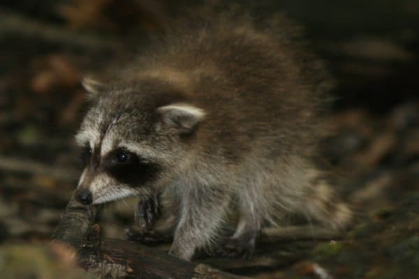 Rabid raccoon found in South Brunswick