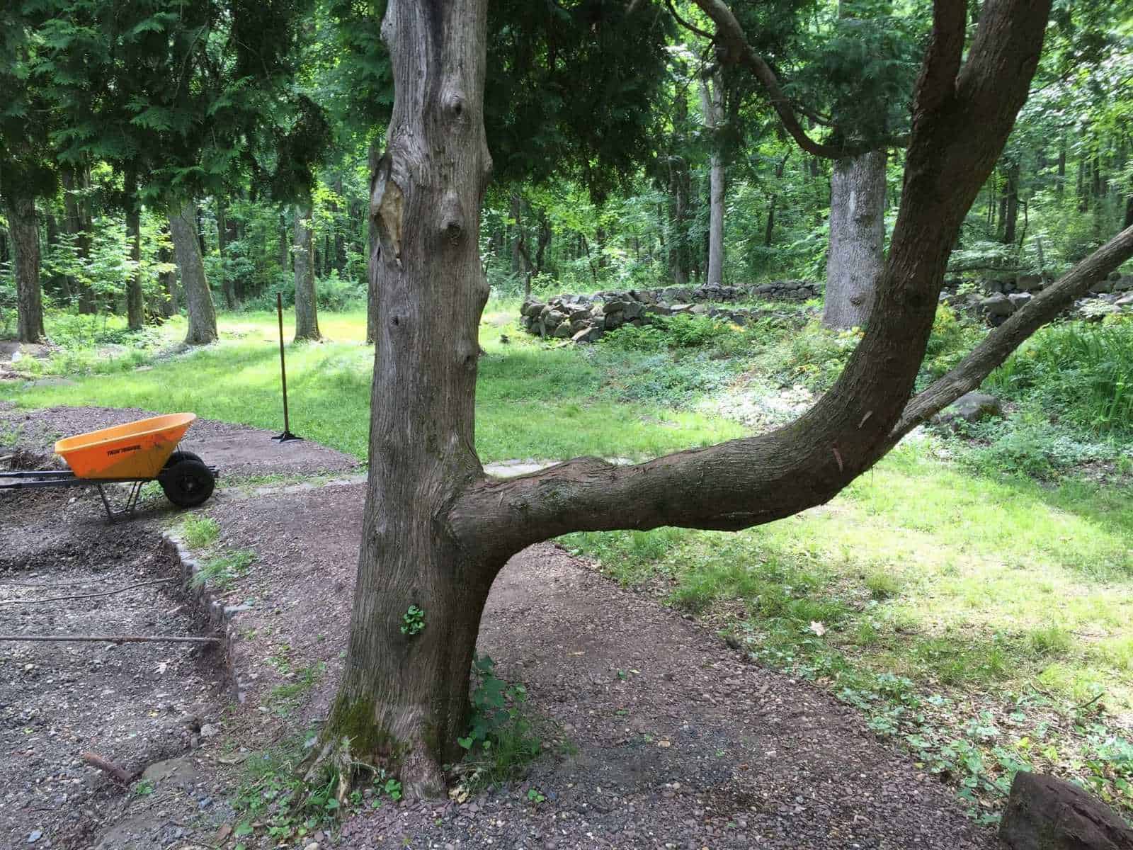 The draft Master Plan: In defense of Princeton’s trees