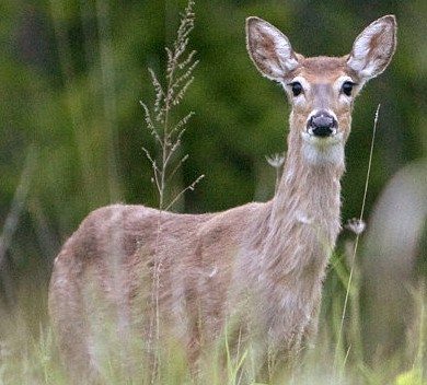 Mercer County’s special deer culling program will run through March 31 in some areas of Hopewell