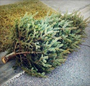 Christmas tree and brush collection in Princeton and Lawrence begins the first week of January